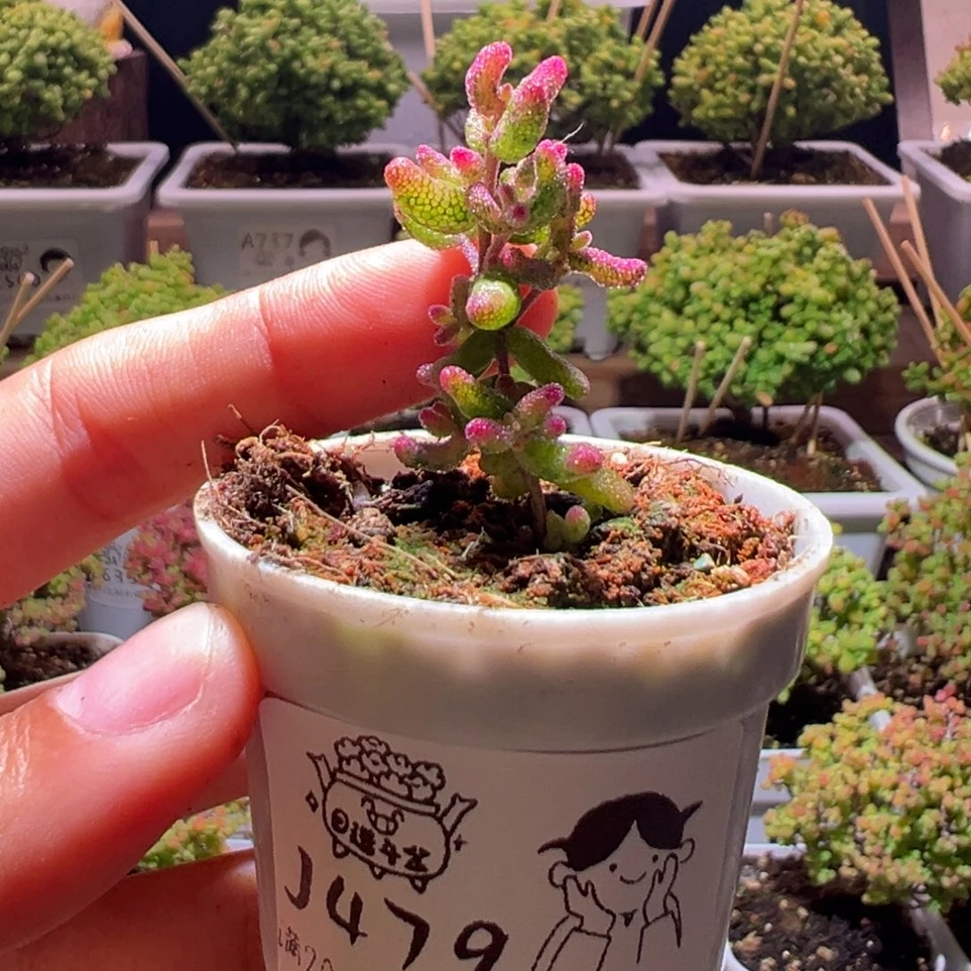 艺***！479花斑露一物一拍带盆土发货