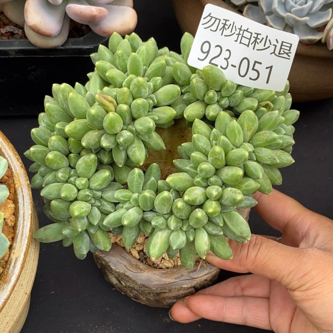 勿秒拍秒退 923-051千代田缀