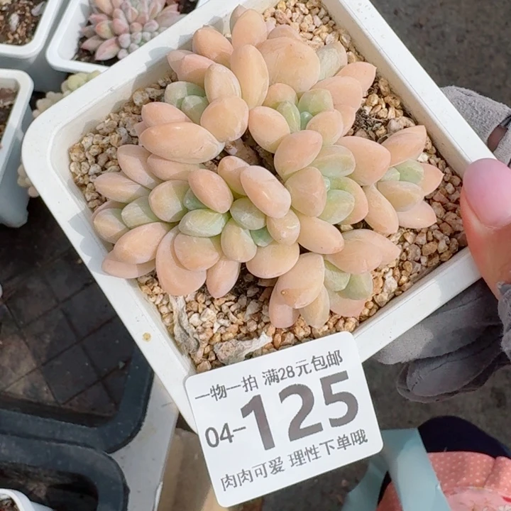 芙丽朵无盆土发货多