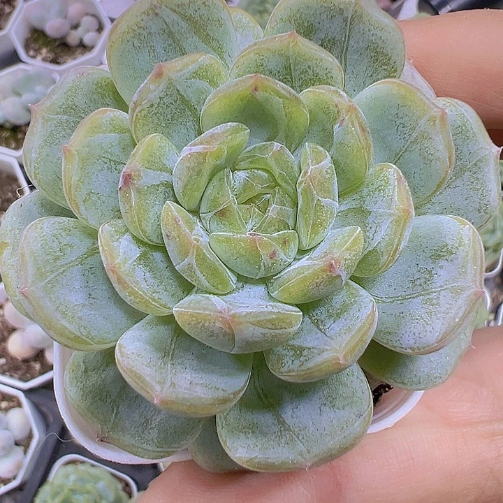 白恋19包邮多肉植物