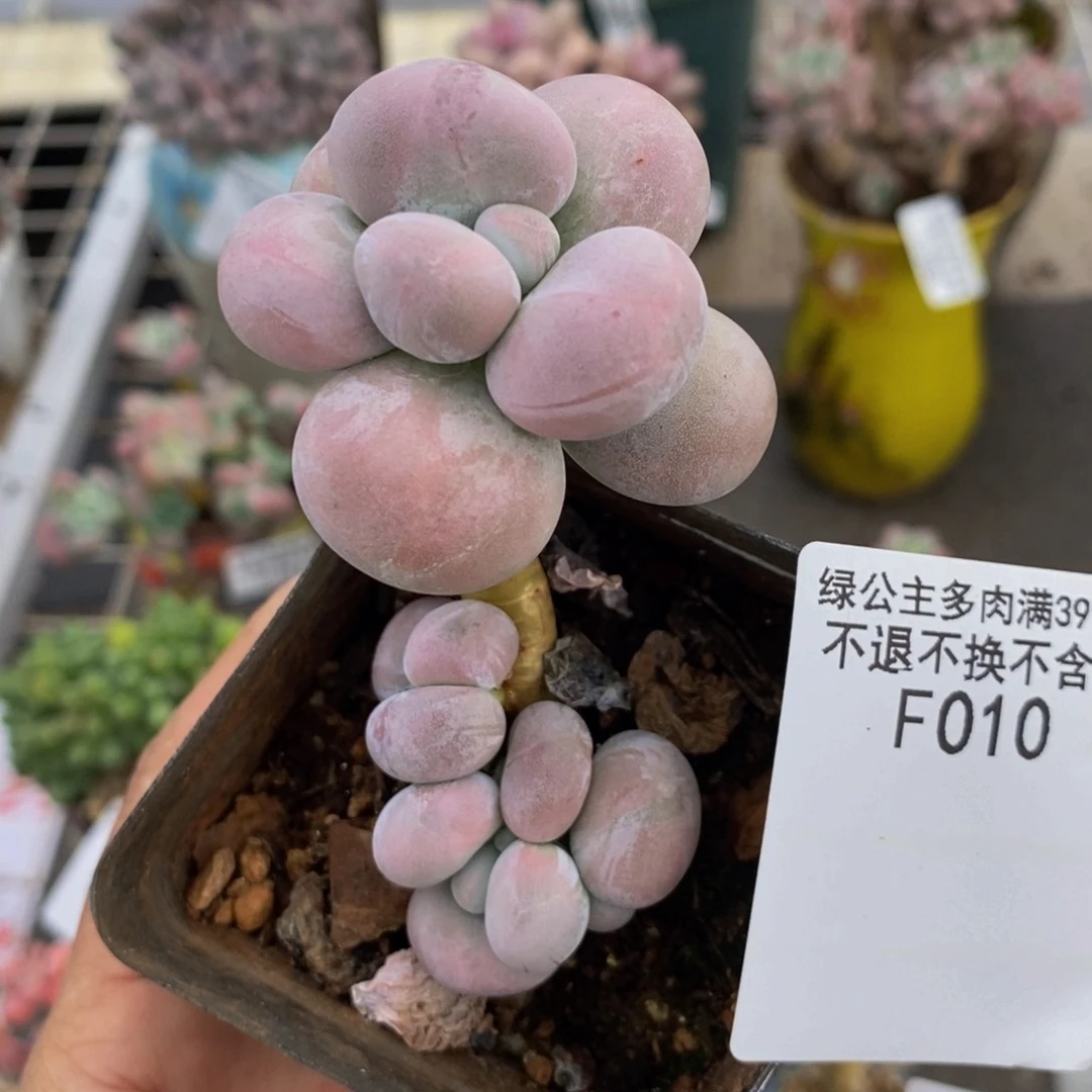 芭比奶酪010/4cm多肉