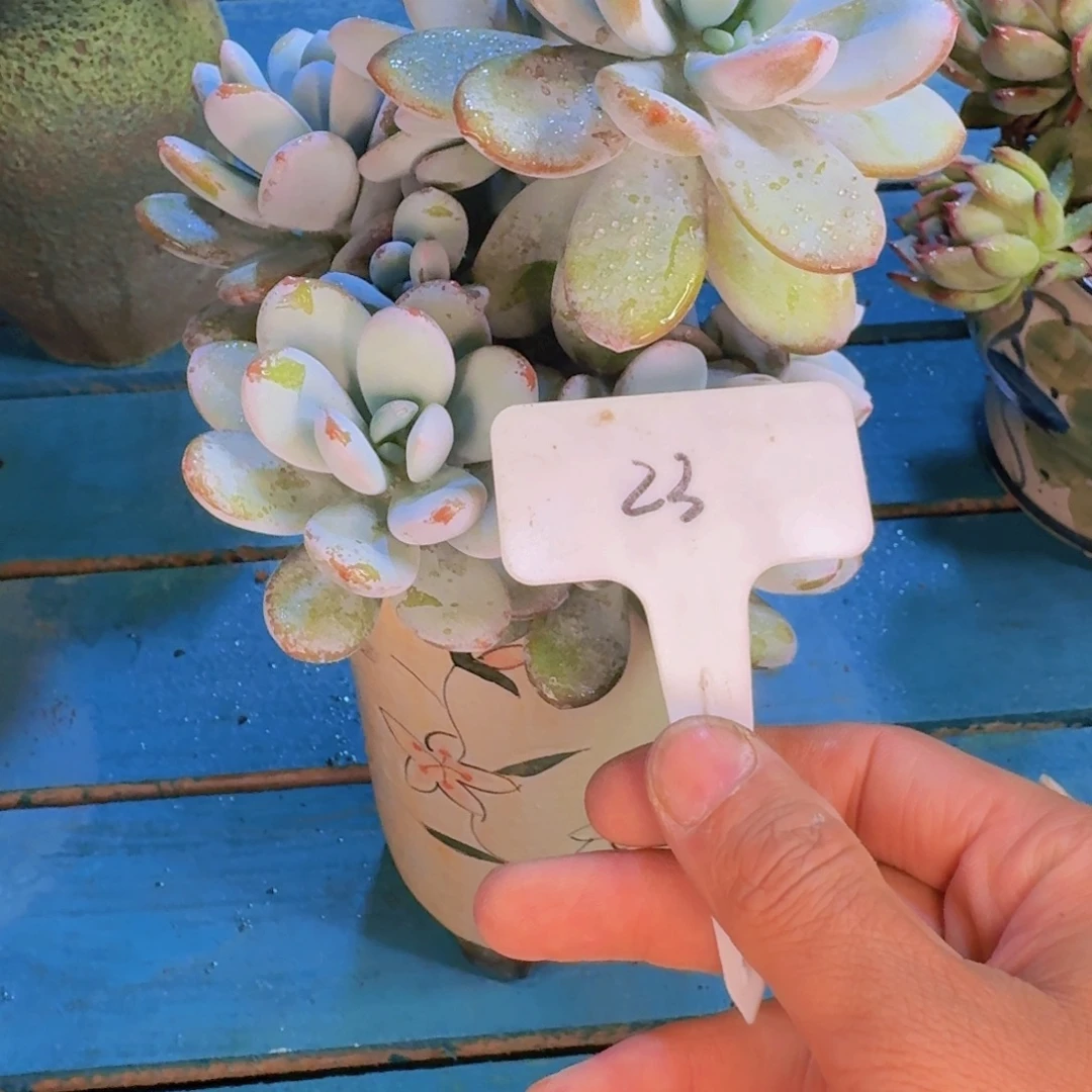 多肉植物的生长发育与