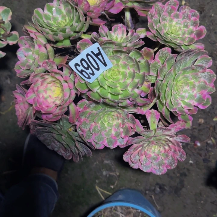 霁月花30-0包邮花花