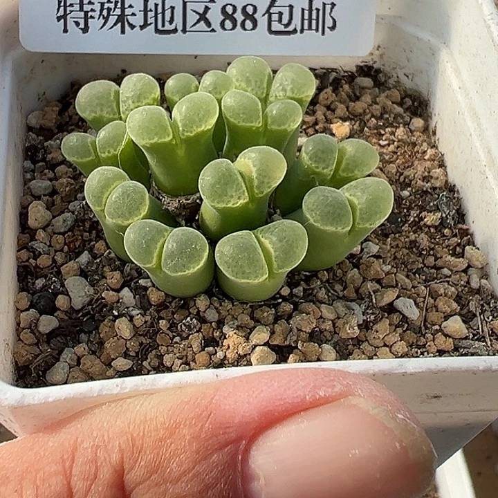 阳***肉无花朵620号风铃音乐节