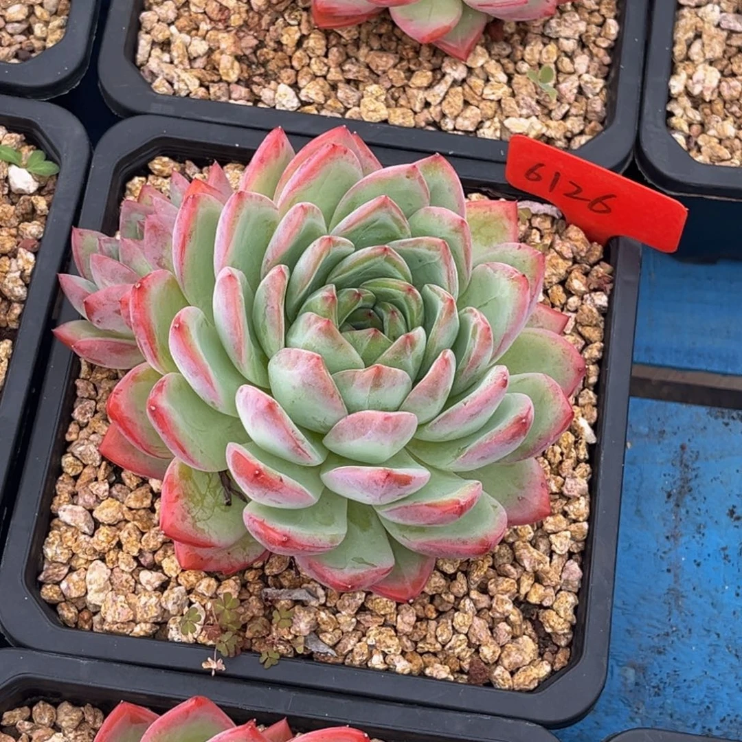 忙***花6126号上午多肉植物群生多肉