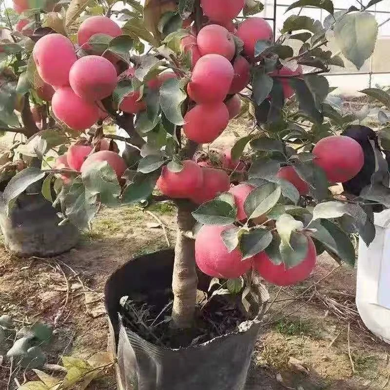 一树多品苹果富士糖心花牛瑞红阳台庭院都合适不包掉果没有售后