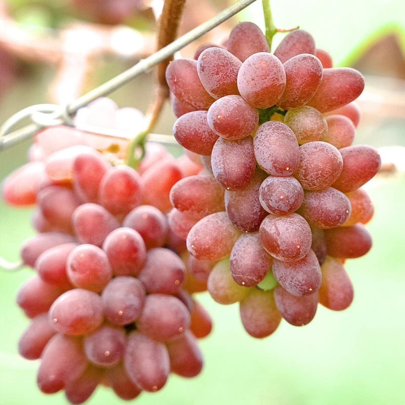 茉莉香葡萄香甜现摘现发当季新鲜无籽孕妇葡萄