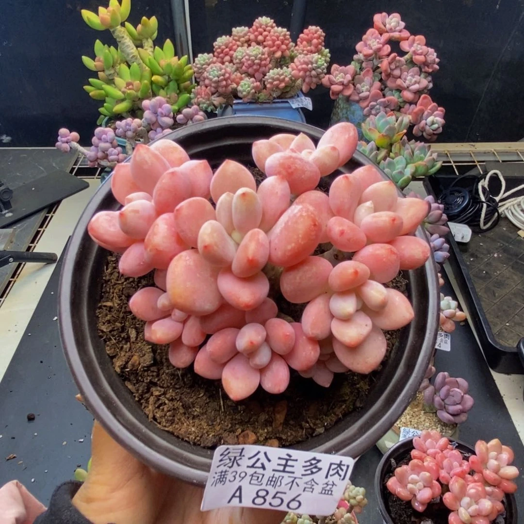 856樱花洛神多肉8c m