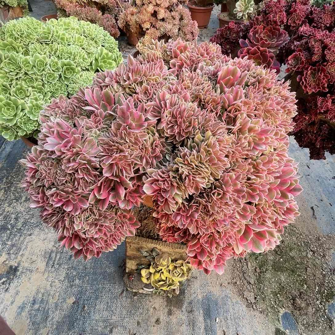 【闪购商品】全部花朵粉女巫