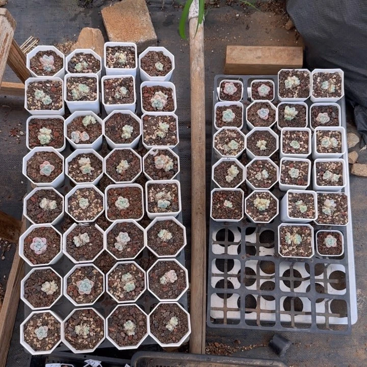 黄***桃54颗冰玉一组脱土