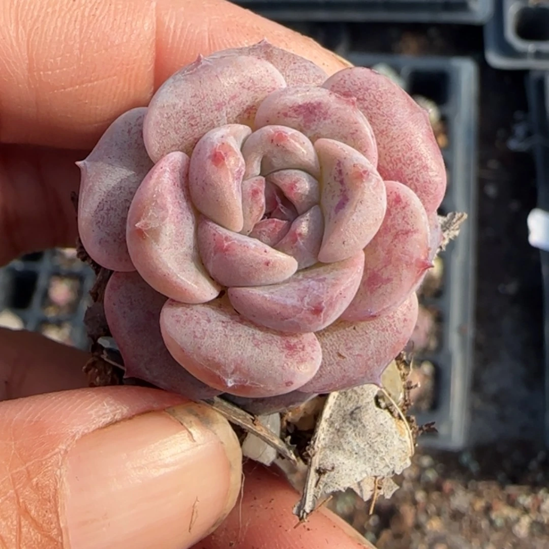 多肉小卡拉米糖心一物一拍