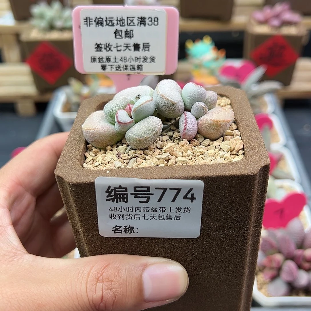 简*爱774硬叶白蛋水泡多肉