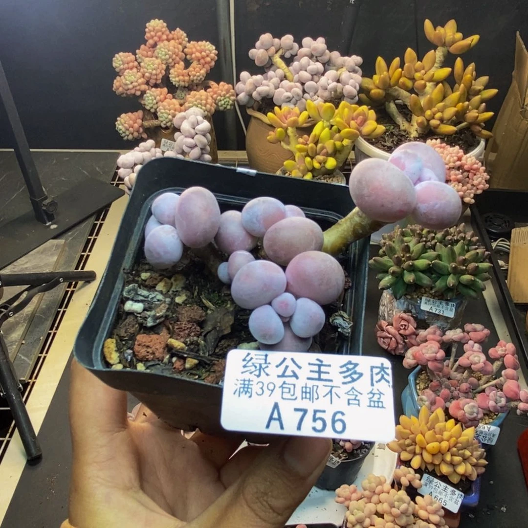 756橙奶多肉肉6c m