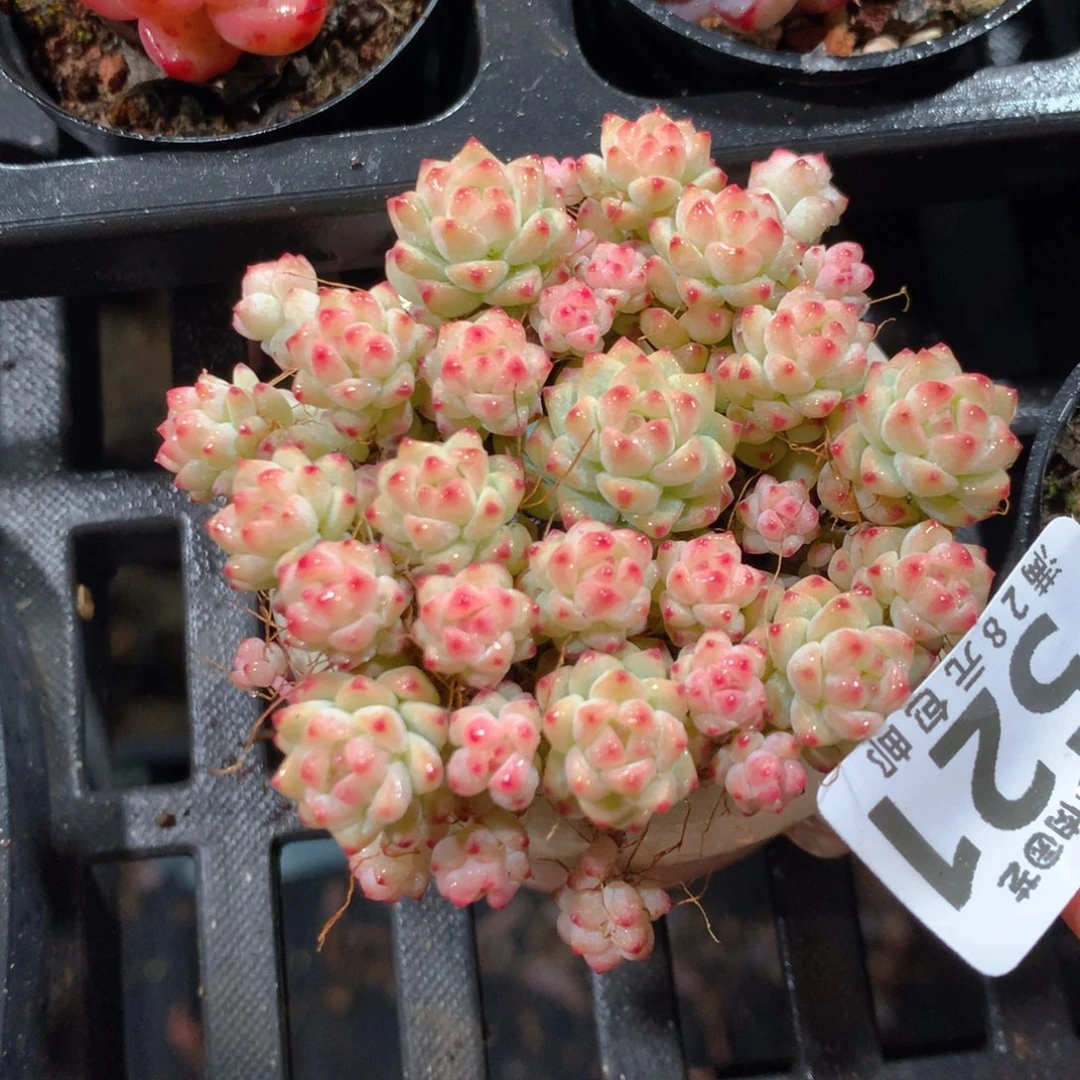 5CM拇指盆精控多肉YT521