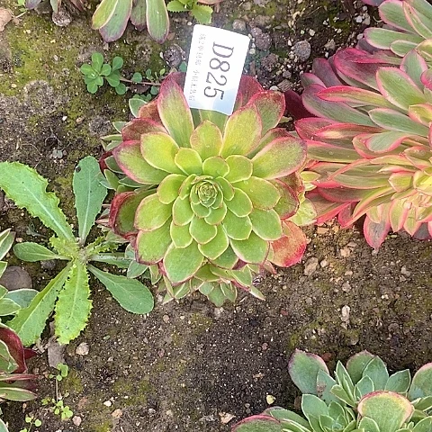 825夜宴（粉花妖）多肉量拍