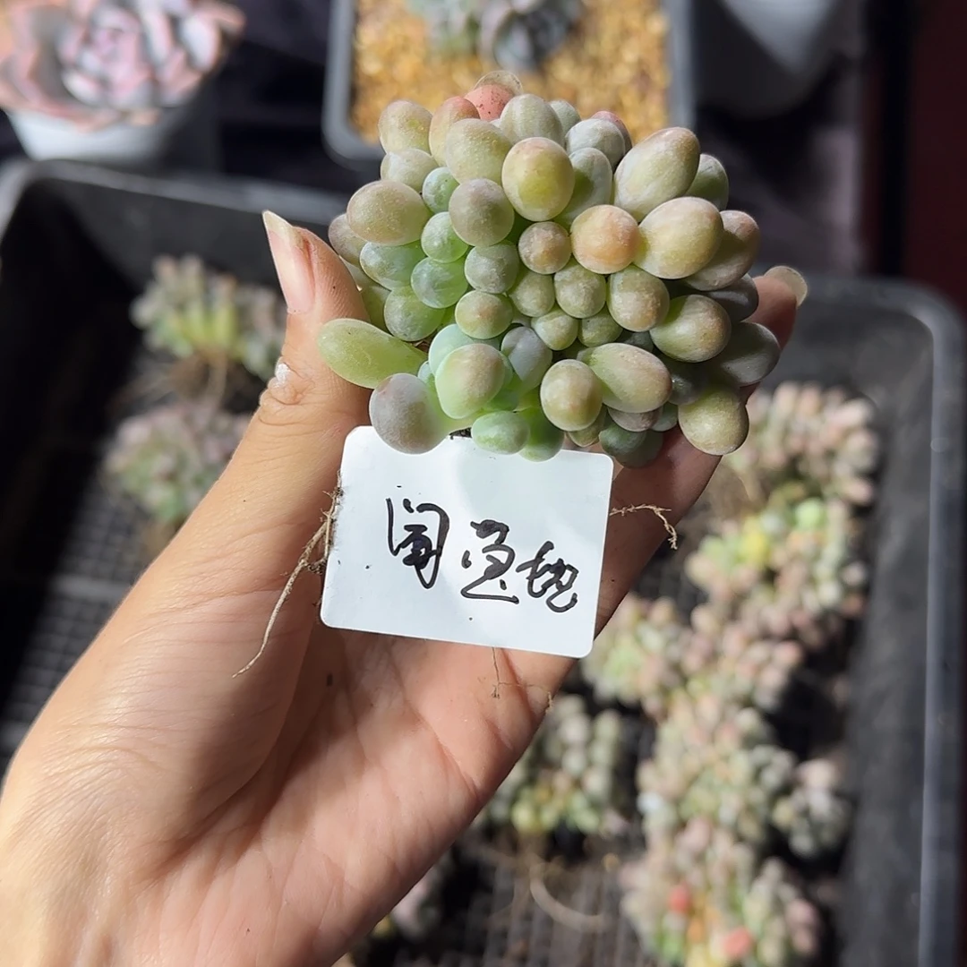 闻****汤圆缀化一物一拍