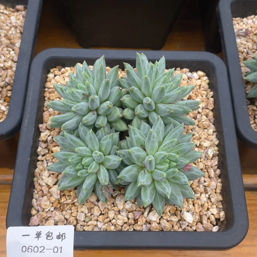 小*0602-01-青花瓷。。。。。