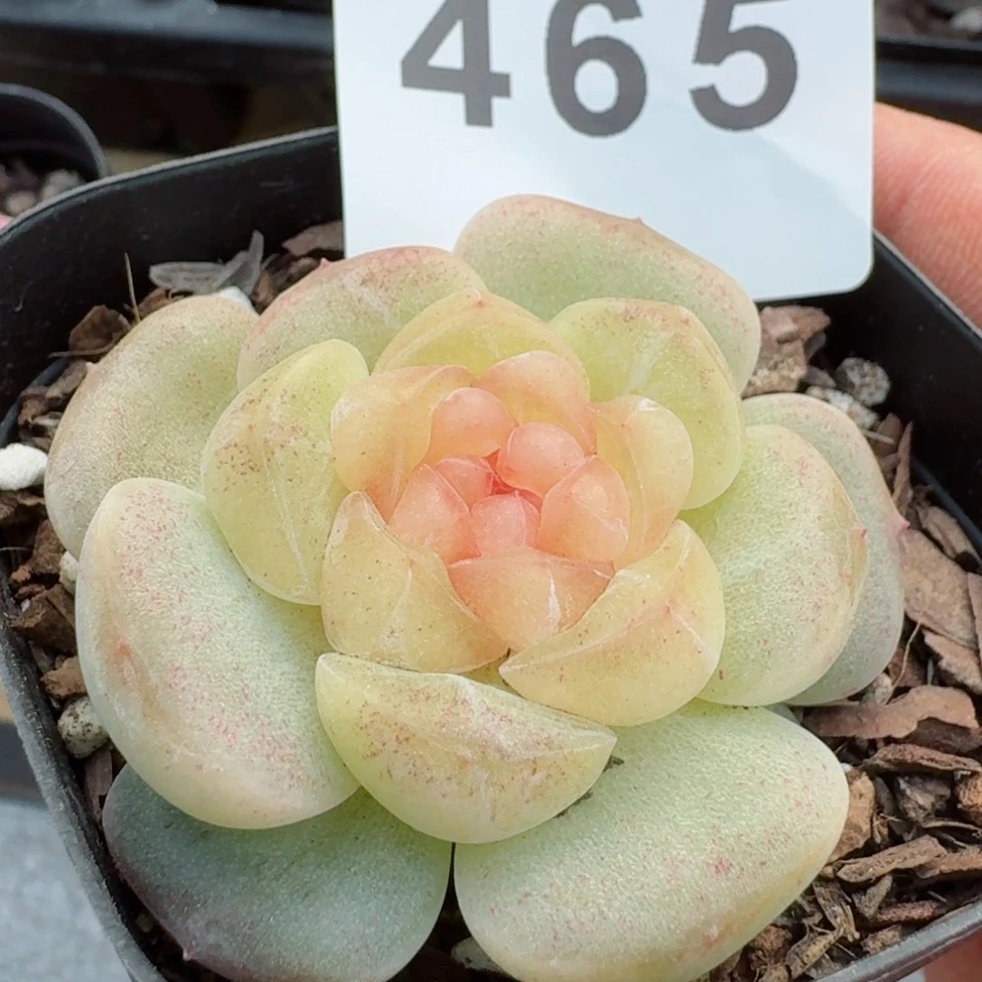 冰柚         精品多肉