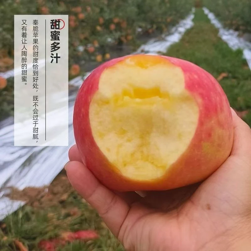 【新疆直发】正宗新疆秦脆苹果脆甜多汁水整箱包邮