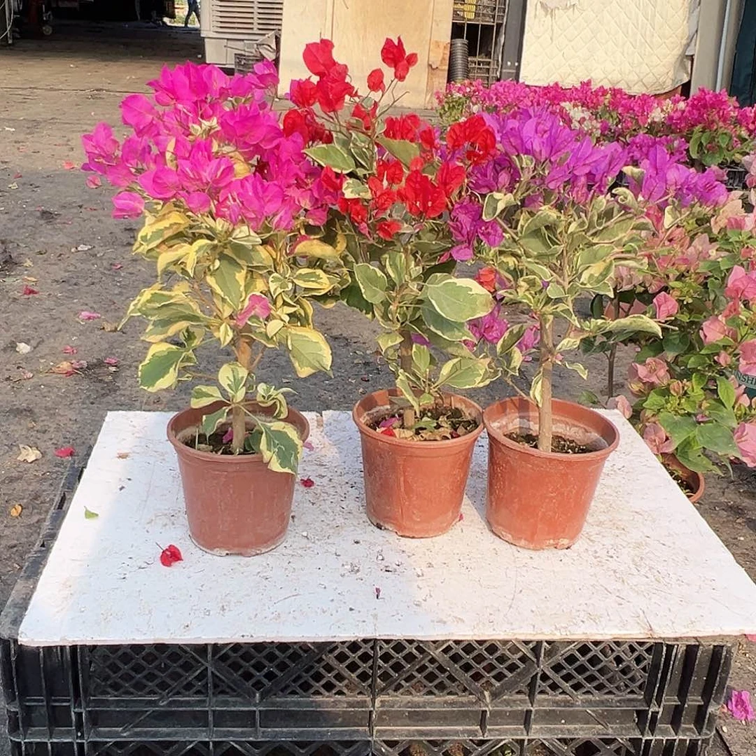 大部分花苞少量开放金边宫粉，孟加拉红，银边浅紫组合