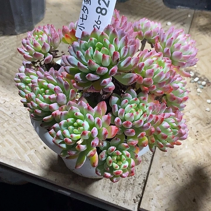 罗***克小七夕多肉蓝苹果82