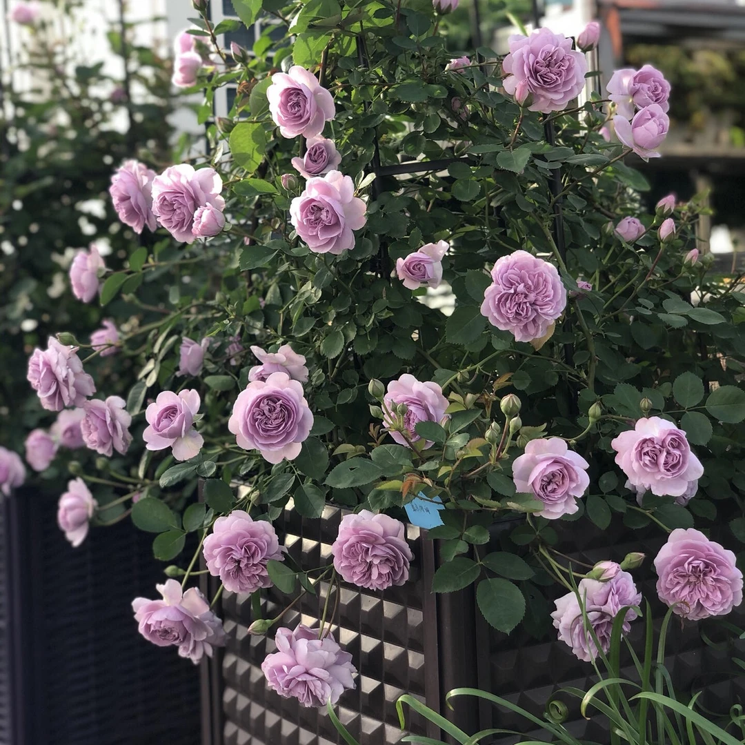 【中苗月季】花苗花园植物四季开花蔷薇玫瑰开花阳台花墙地栽盆栽