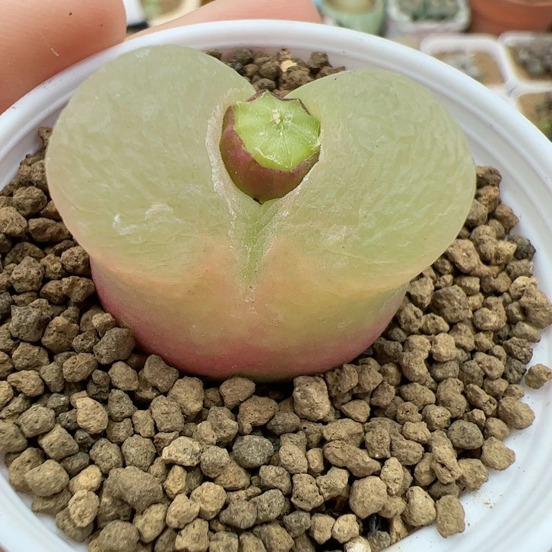 【闪购商品】141 带盆