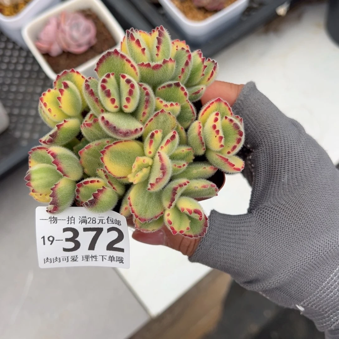 白熊多肉多肉多肉多肉