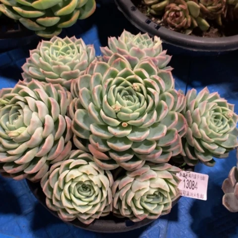 w孤星13084多肉多肉