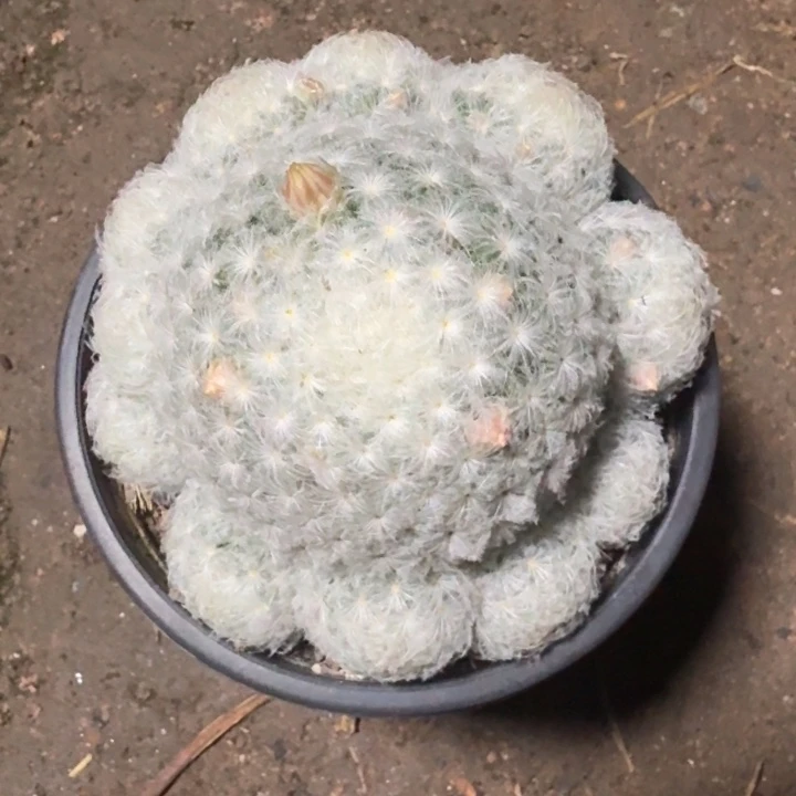 当前无花栽培后可以开花佛头白星 脱土发