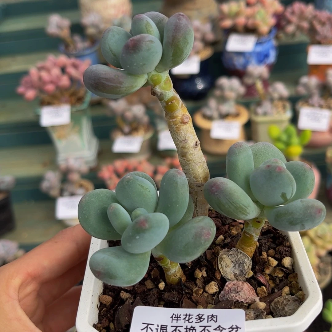 064-一代苹果奶多肉5cm