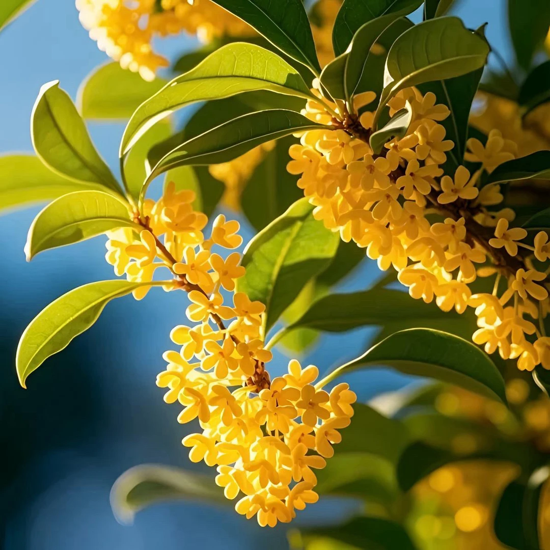 金桂满园飘香 四季常青 北方冬天室外可以种植