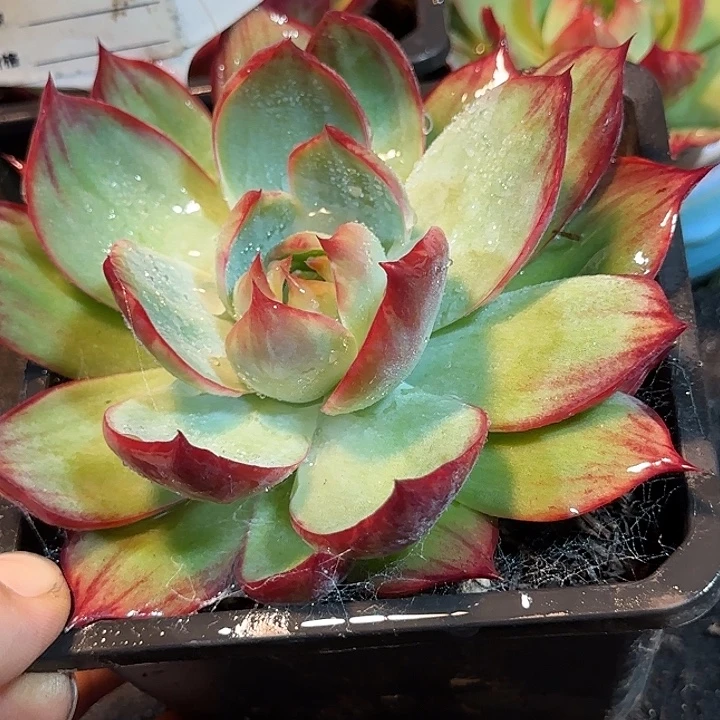 惊鸿一物一拍包装收缩花旱751