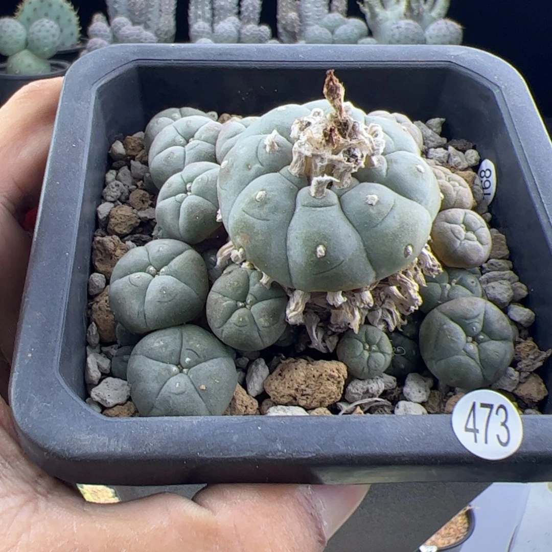 草球老桩一物一拍
