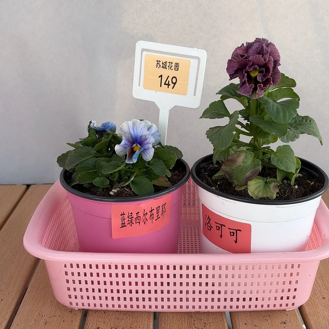 大部分开放少量花苞149