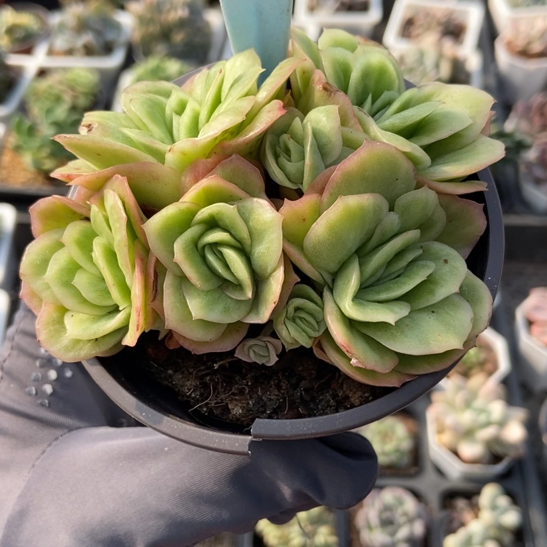 2129冰玫瑰锦多肉植物