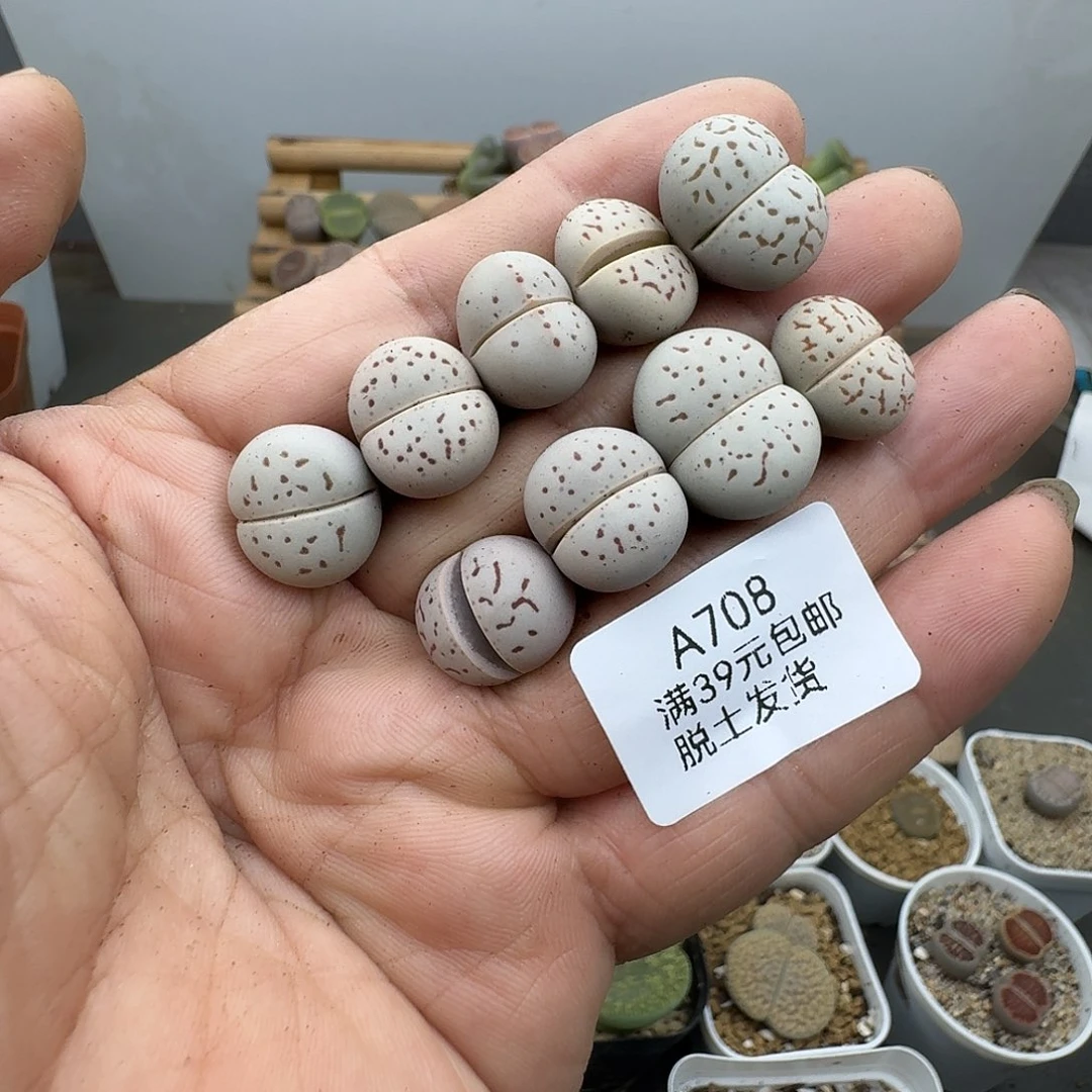 708多肉哈哈哈哈哈哈哈哈