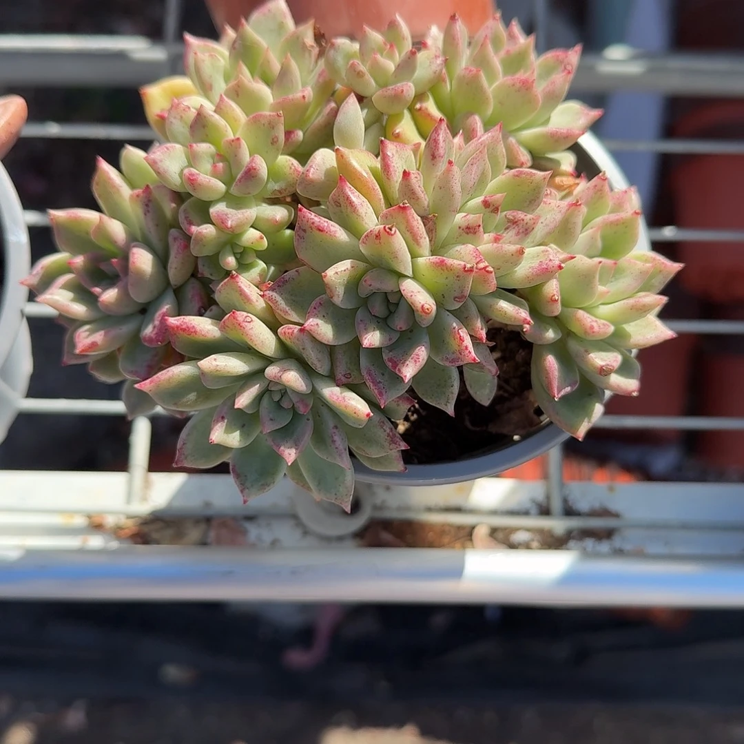 油漆桶多肉植物精品