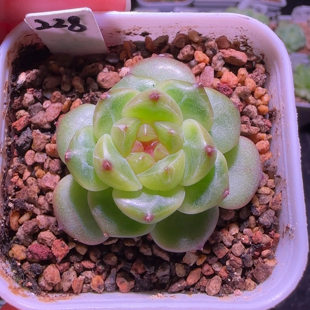 甜心228单头多肉群生不包整
