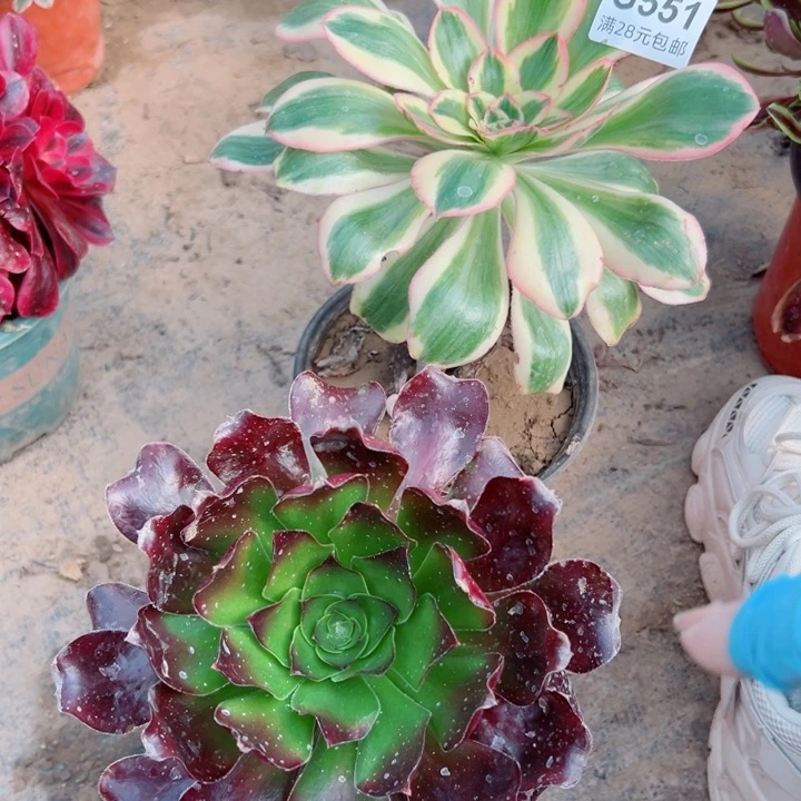 551。552多肉植物