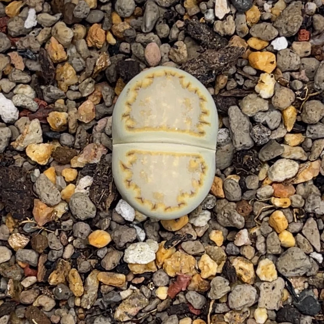 1603黄绿饼干1尺寸1.9