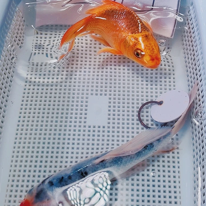 海水鱼锦鲤观赏鱼6