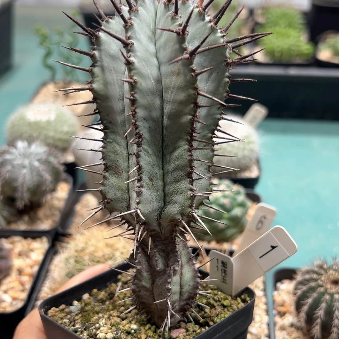魁伟玉 侧芽繁殖脱土发货