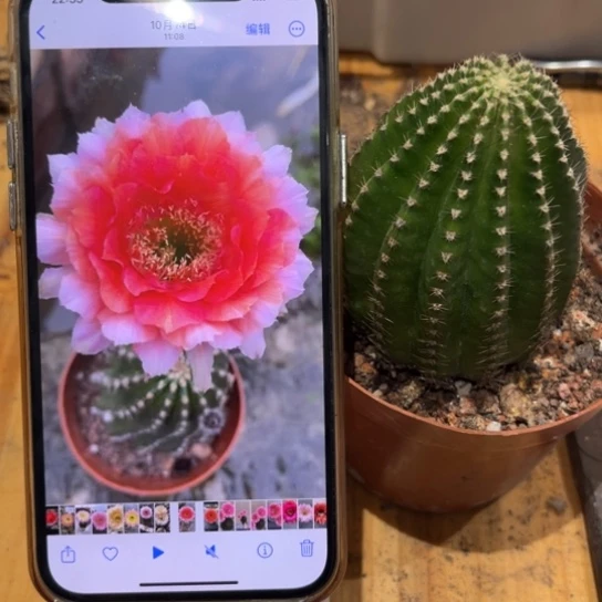 金刚1号6公分左右多变花