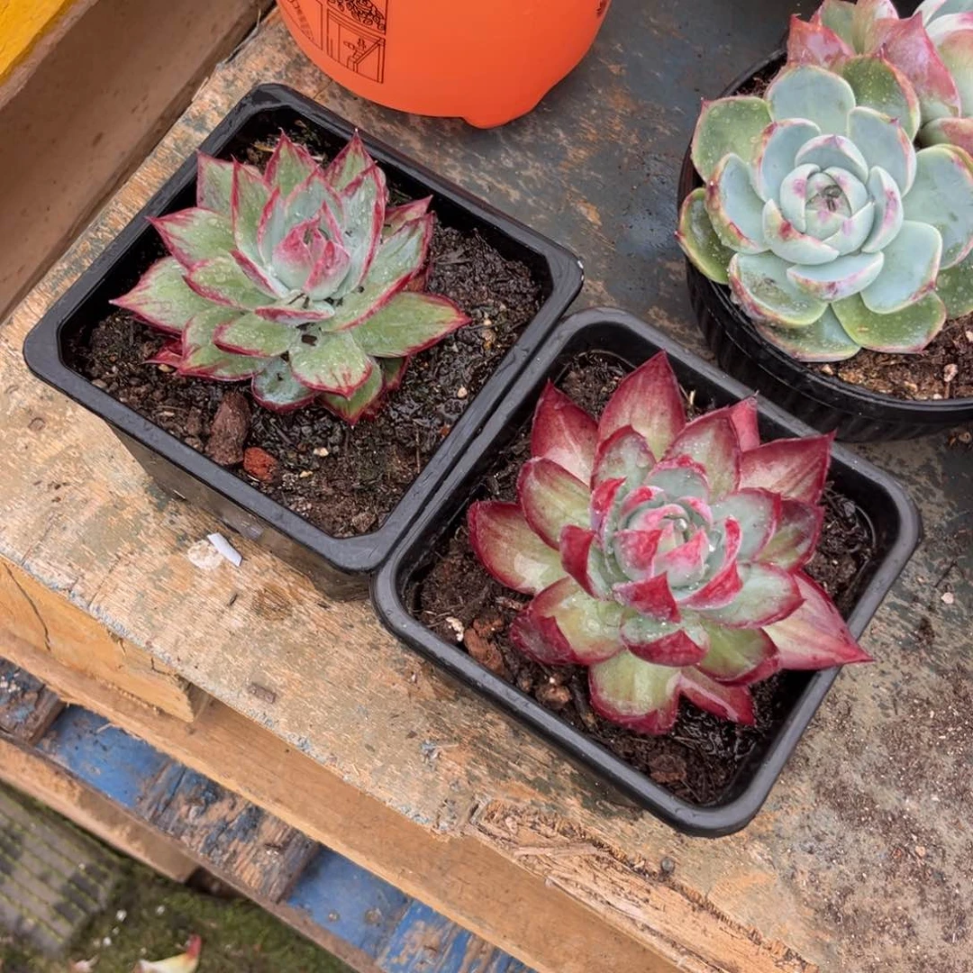 净***莲惊鸿仙子多肉植物2个