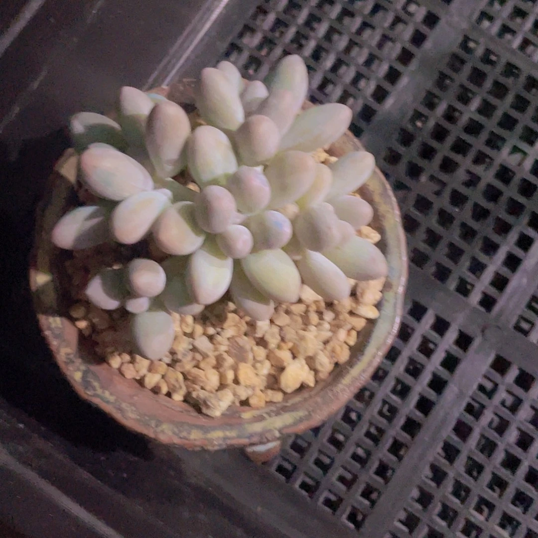 玺***）冰桃多肉植物多肉植物