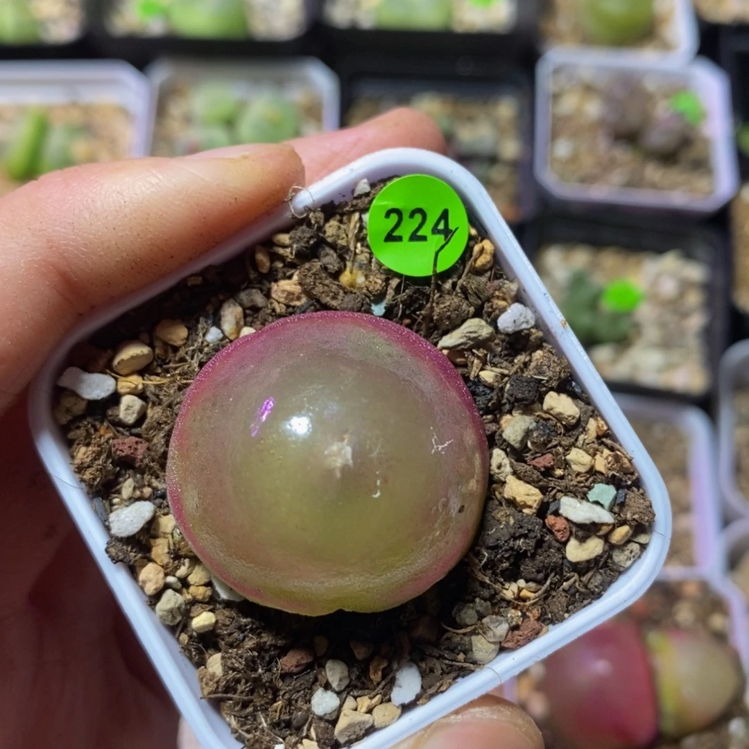 灯泡2.8-3多肉植物224