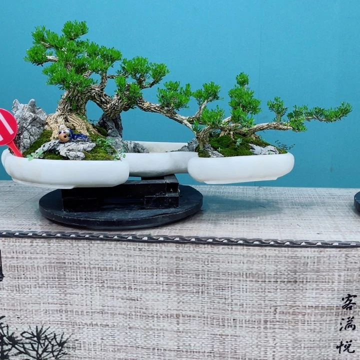 无花朵精品黄杨老桩
