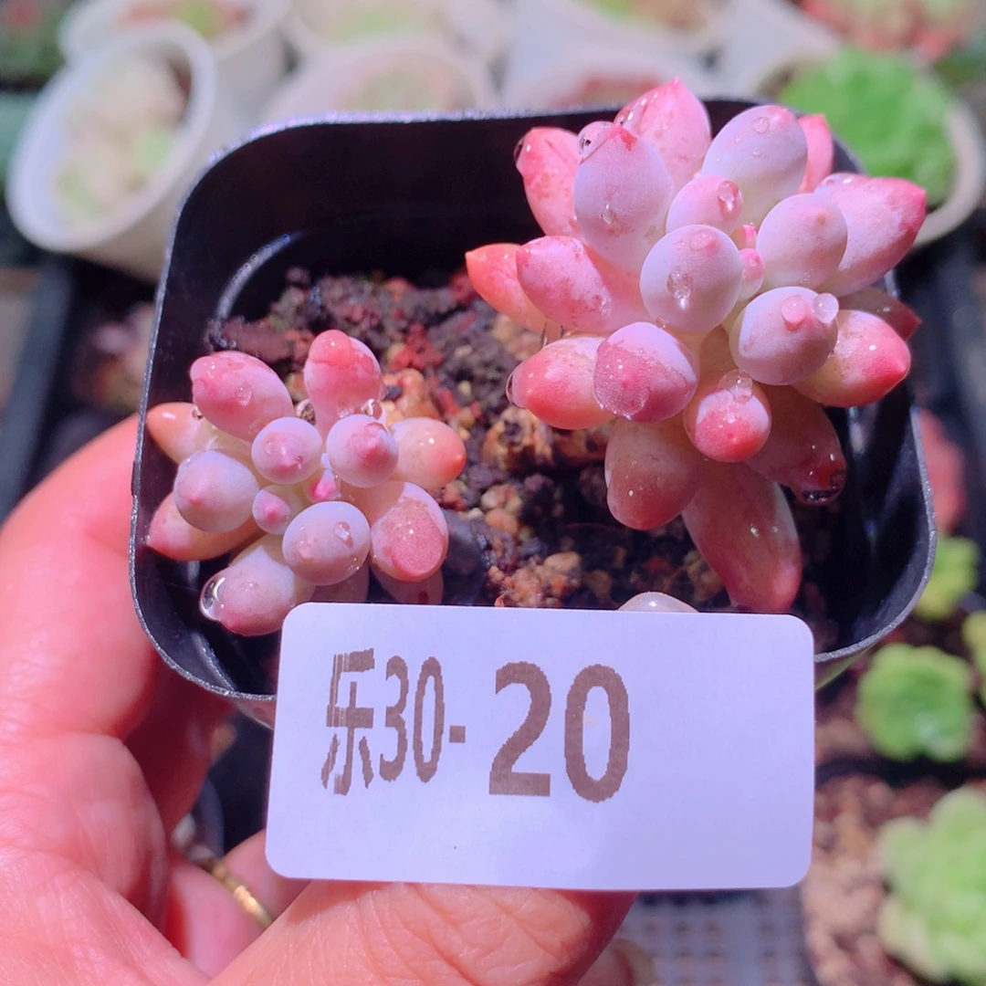 乐然30-20 婴儿手指