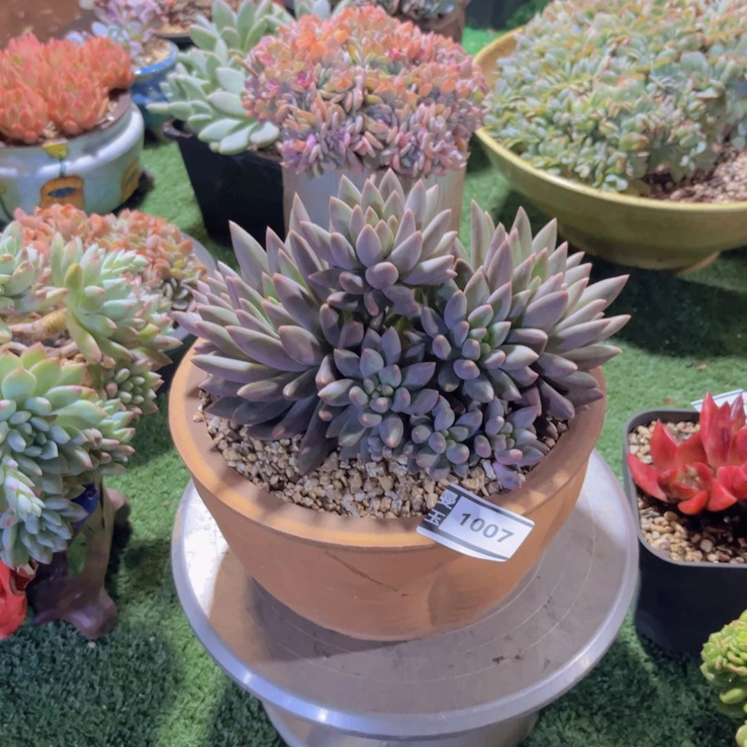 水晶球多肉植物1007